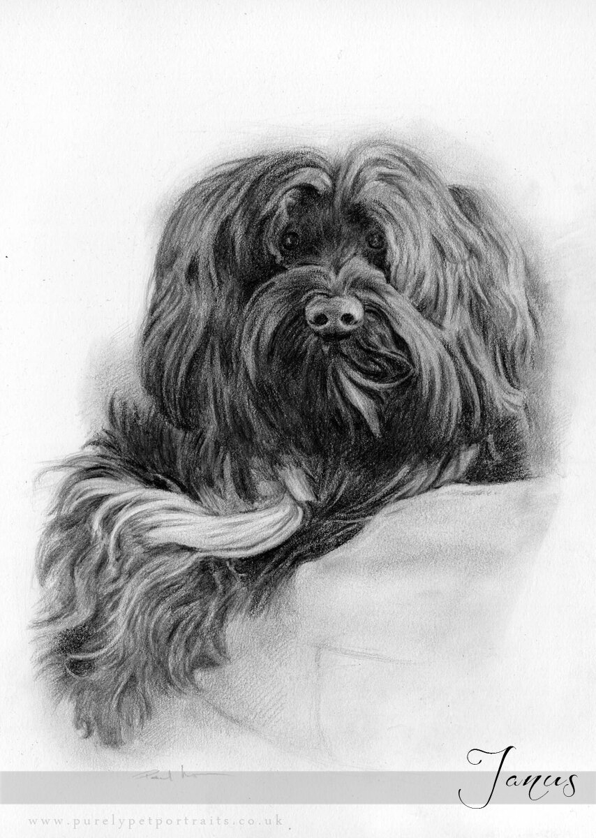 pencil portrait of a dog Janus.JPG