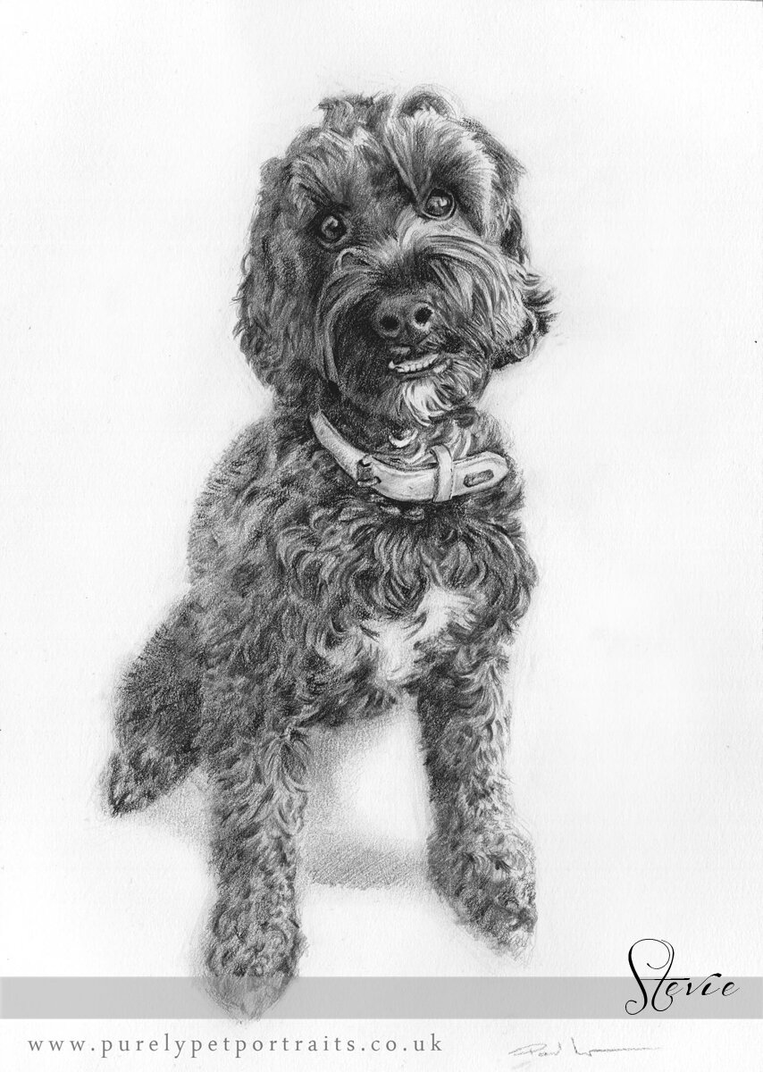 pencil portrait of a dog Stevie.jpg