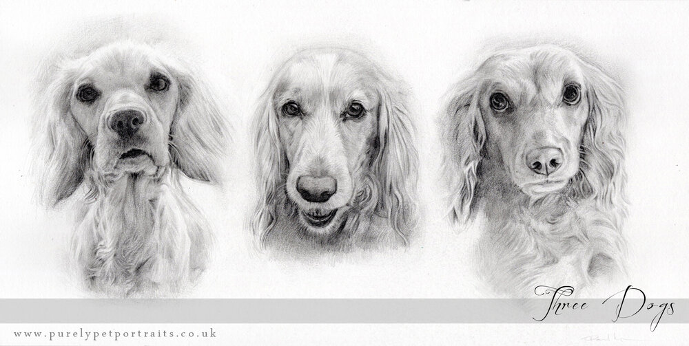 portrait of three dogs in pencil.jpg
