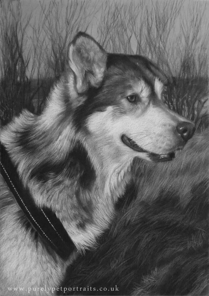 Portrait of Bertie.JPG