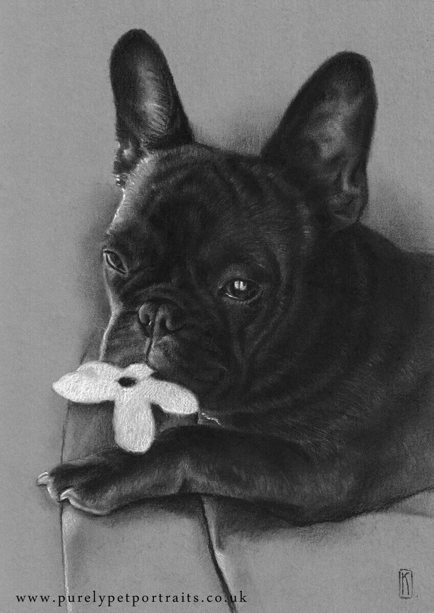 Portrait of a blag dog with white flower Monti.JPG