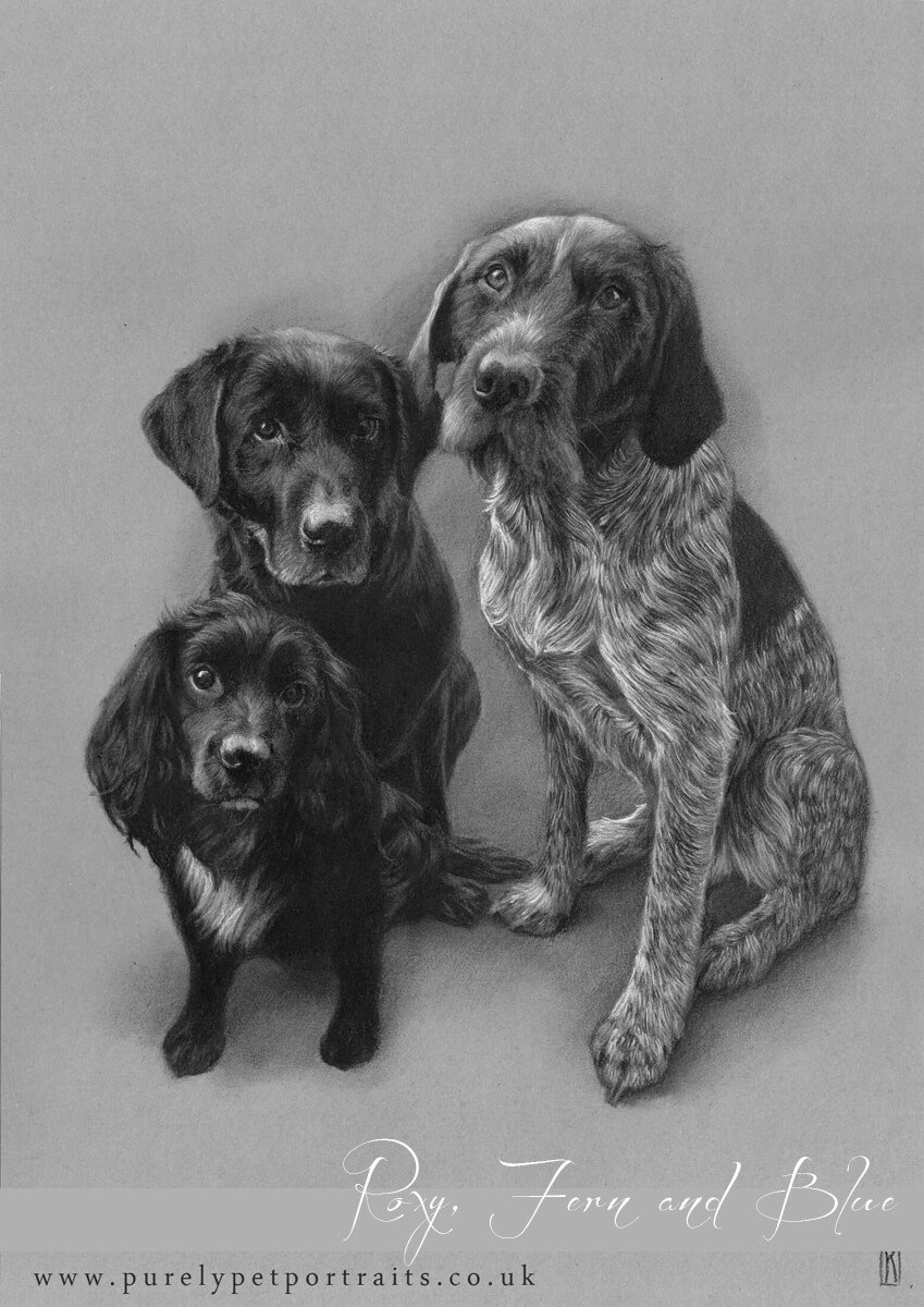 Charcoal drawinf ofRoxy Fearn and Blue A3.JPG