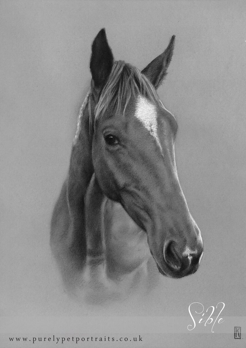 Charcoal drawing of Sible.jpg