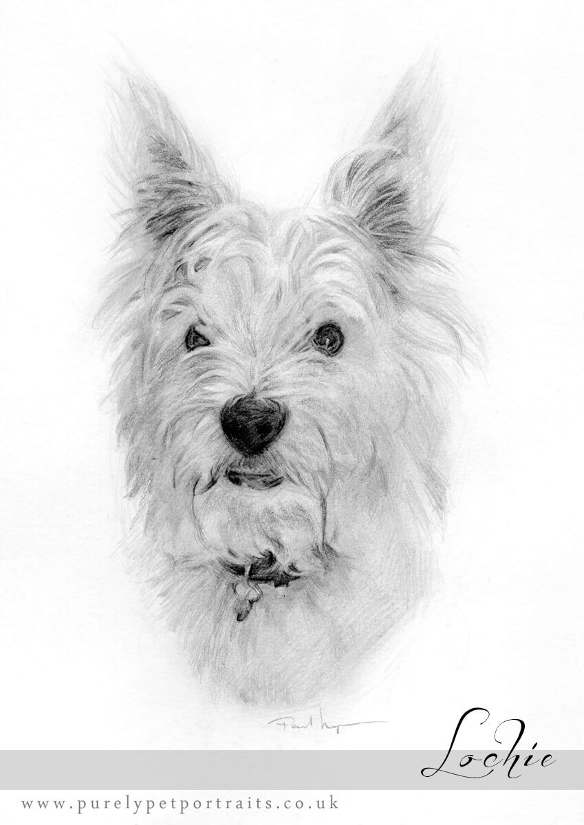 pencil portrait of Lochie.jpg