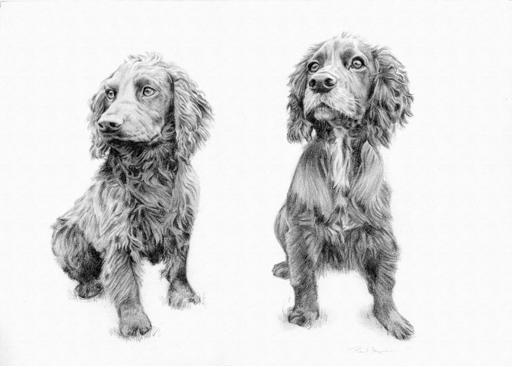 pencil portrait of two dogs.JPG