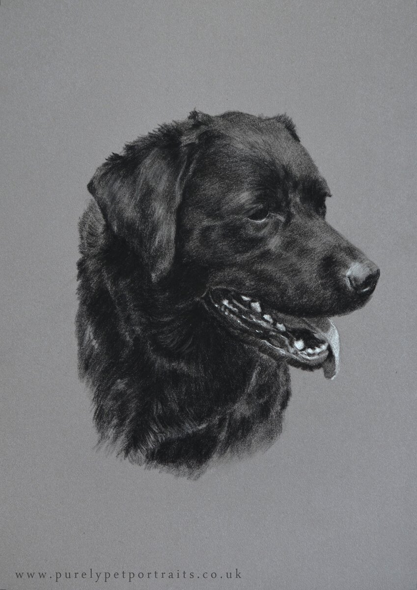 charcoal portrait of dog Taylor.jpg