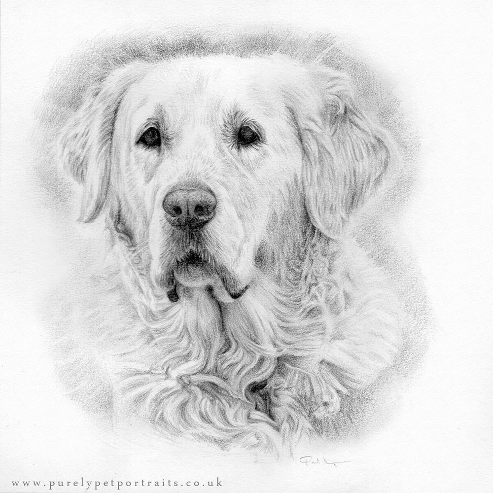 pencil portrait of a dog called Ollie.jpg