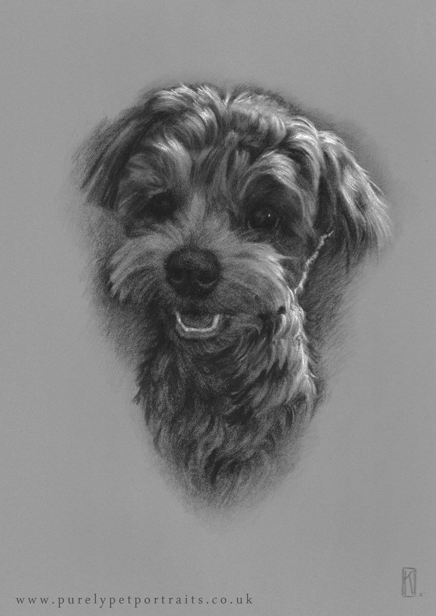 charcoal portrait of dog Oxo.jpg