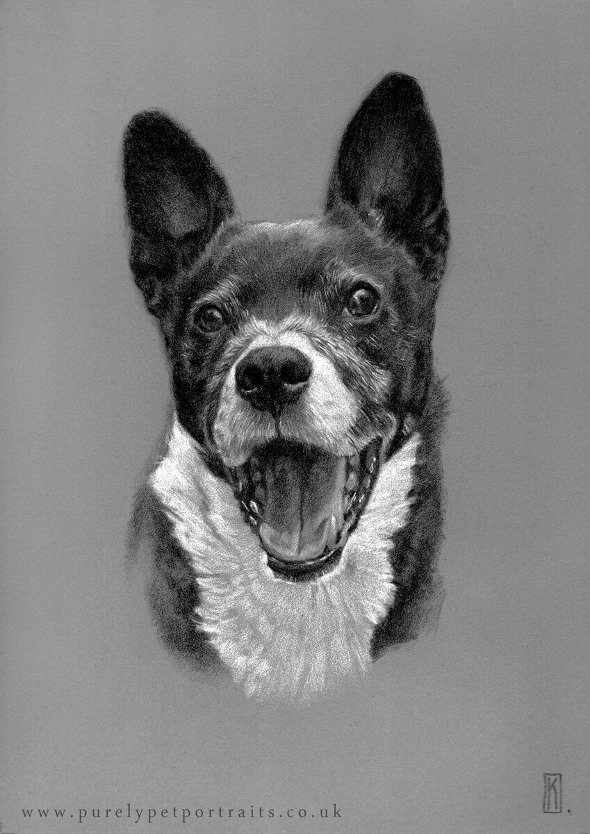 charcoal portrait of dog Pumpkin Cheesecake.JPG