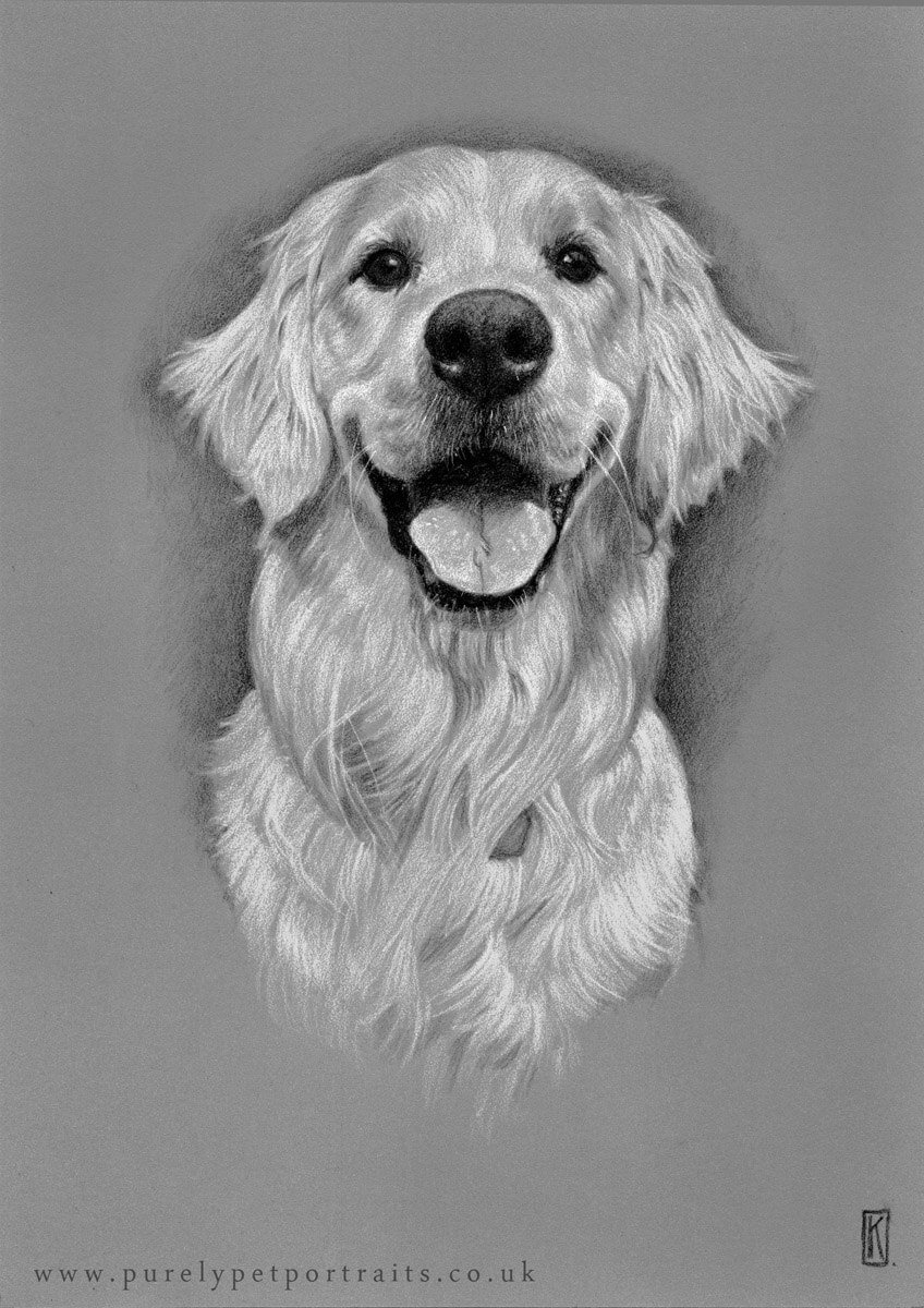 charcoal portrait of dog Harlow.jpg