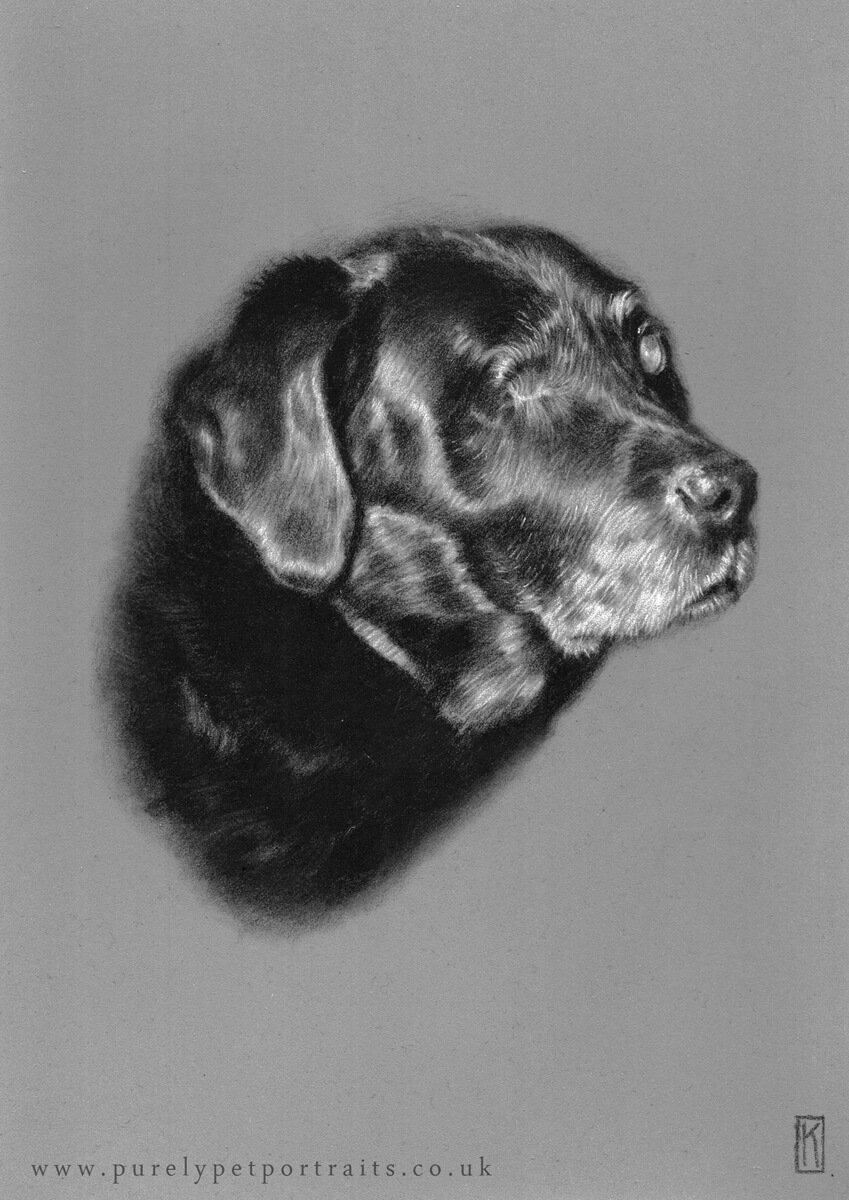 charcoal oortrait of dog Oscar.jpg