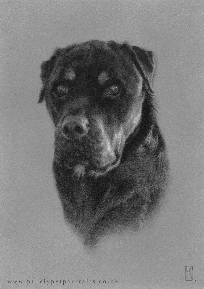 charcoal portrait of dog Bilbo.JPG