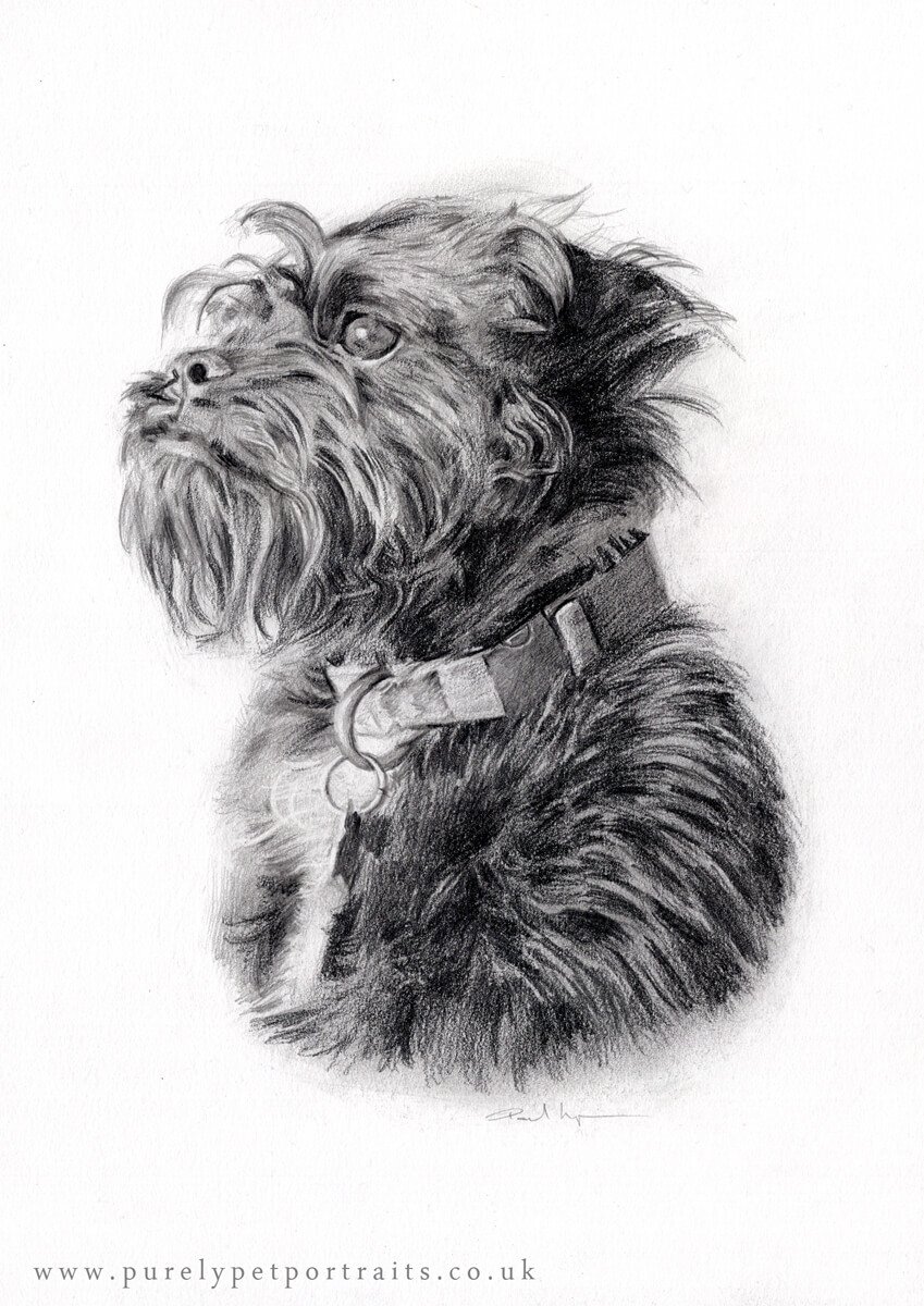 pencil portrait of a black dog.JPG