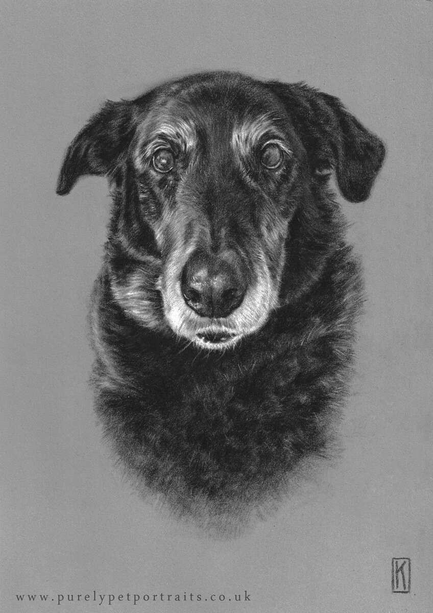 charcoal portrait of dog Sooty.JPG