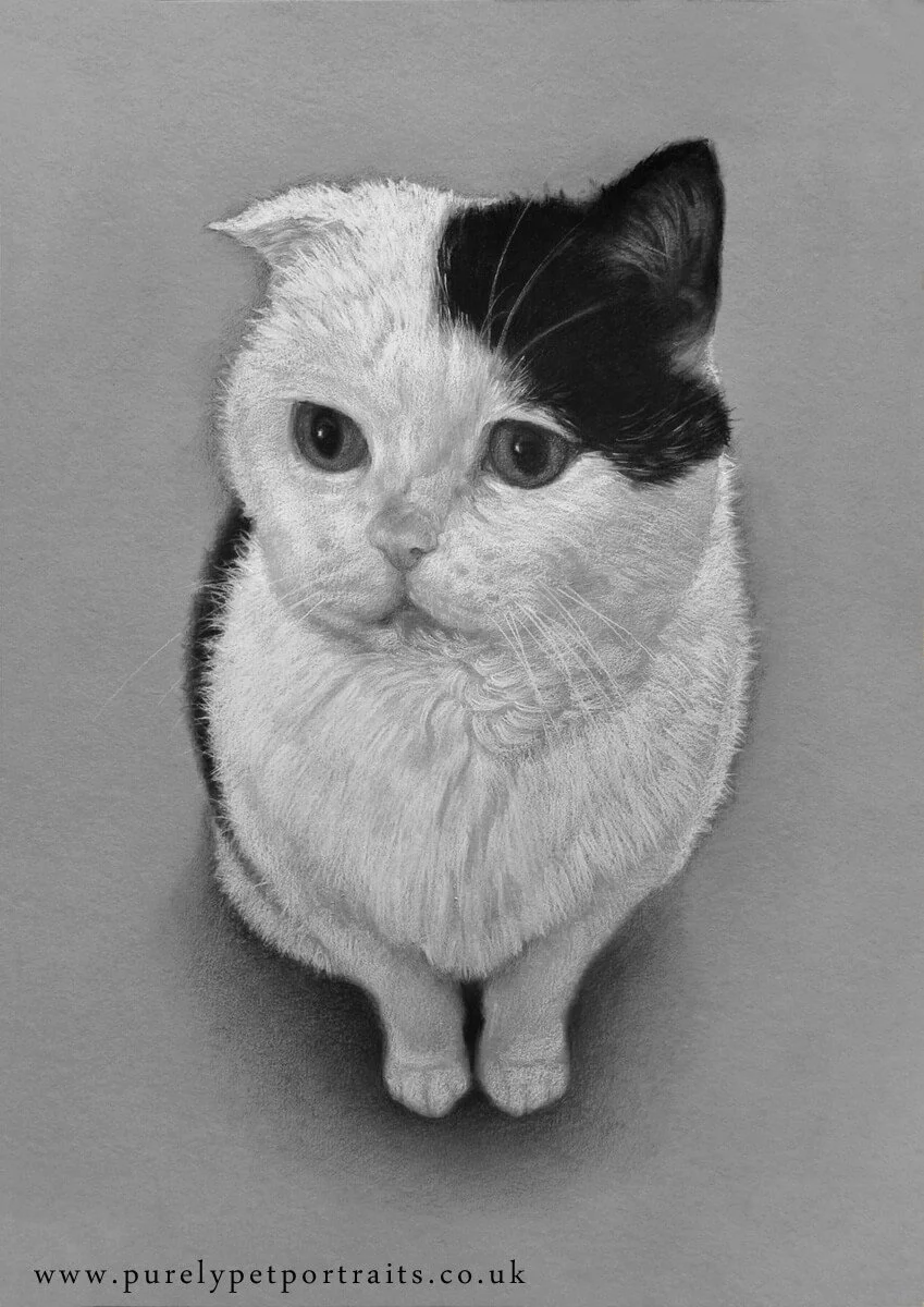 Portrait of a black and white cat Titus.JPG