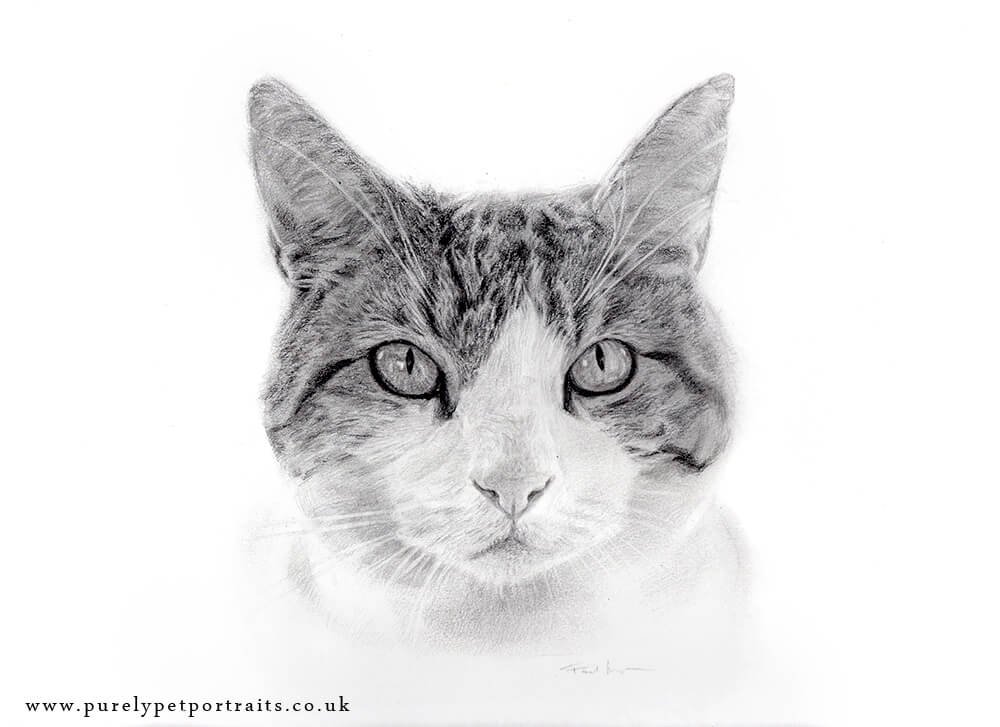 woody-scan portrait of cat in pencil by Paul Moyse.JPG