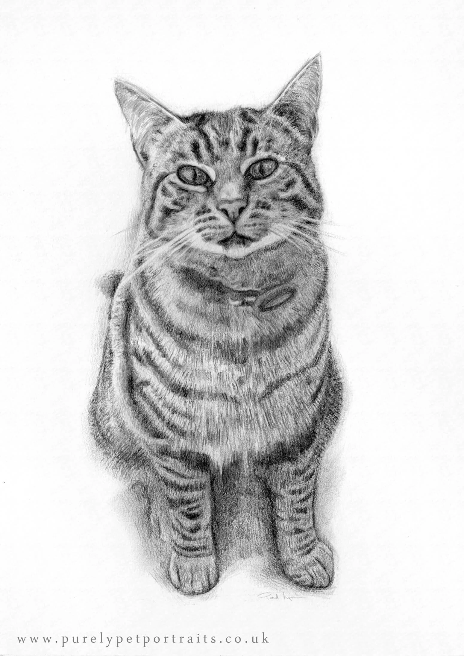 pencil portrait of cat Marley.JPG
