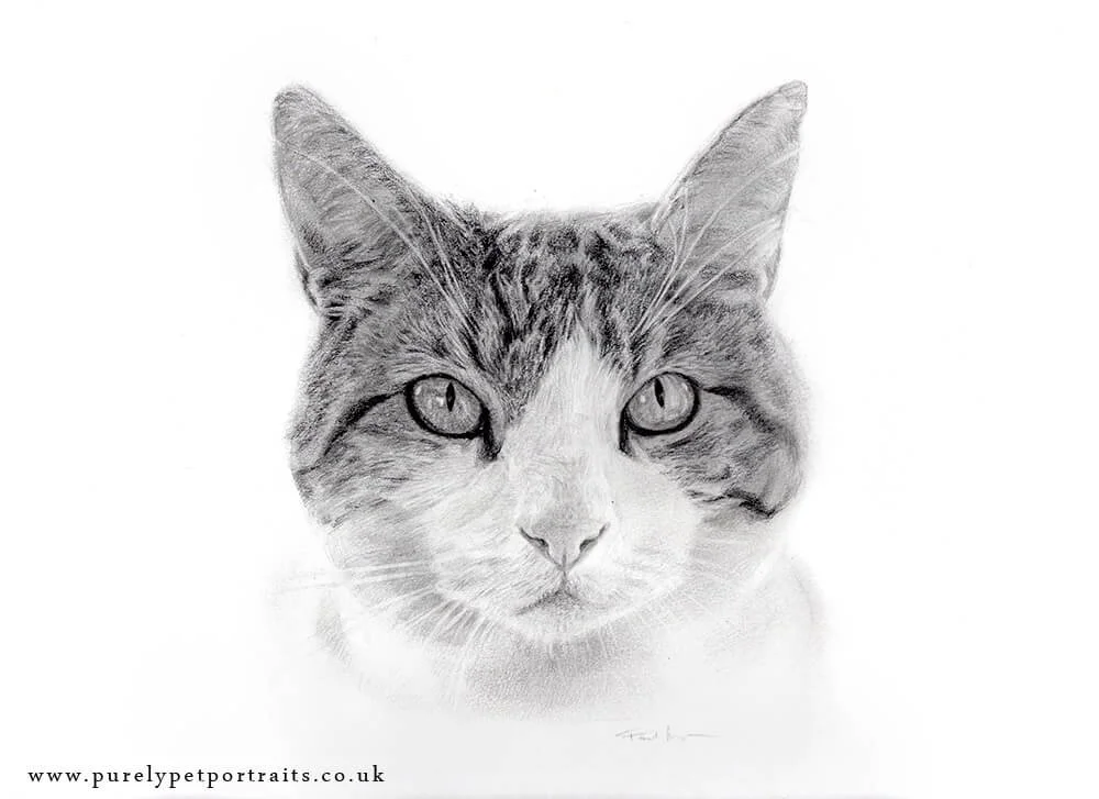 woody-scan portrait of cat in pencil by Paul Moyse.JPG