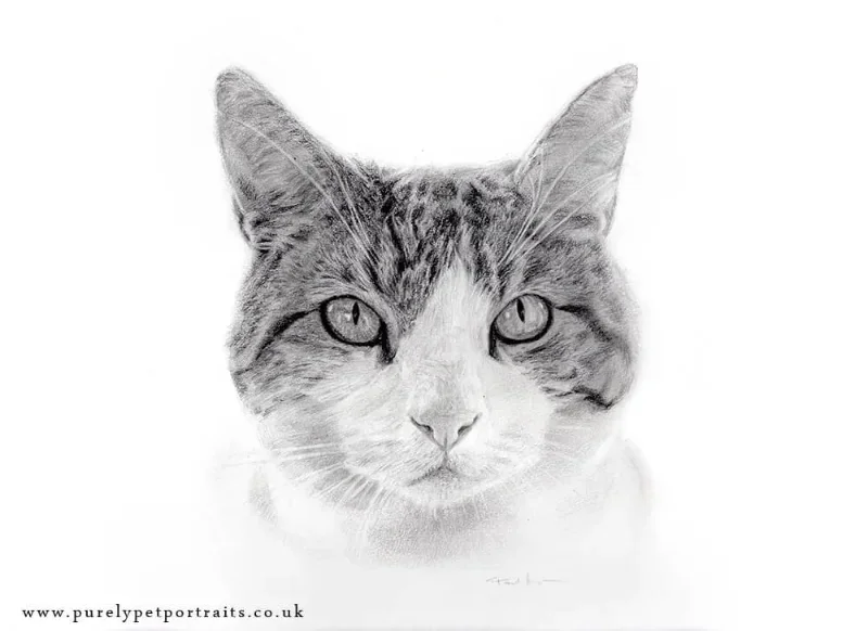 woody-scan+portrait+of+cat+in+pencil+by+Paul+Moyse.webp