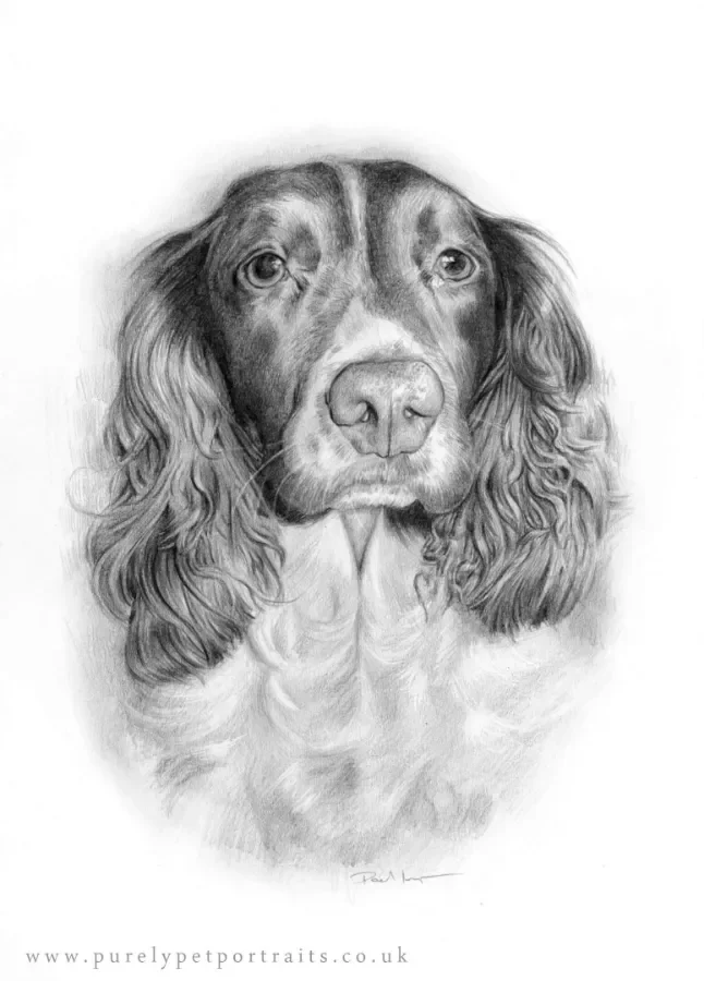 king charles spaniel pencil drawing