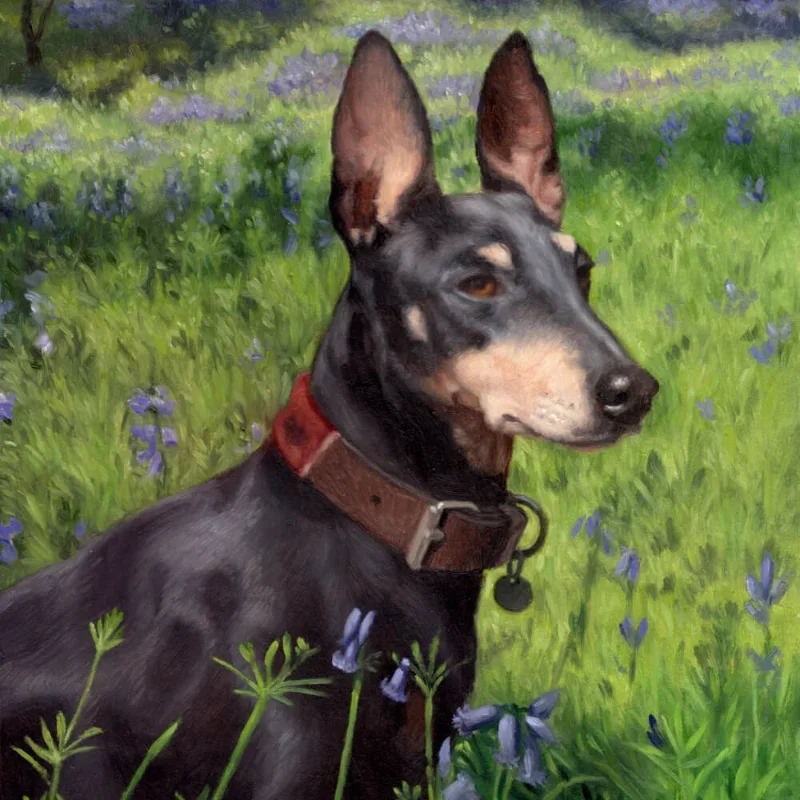 Oil portrait of Manchester terrier in a field of bluebells