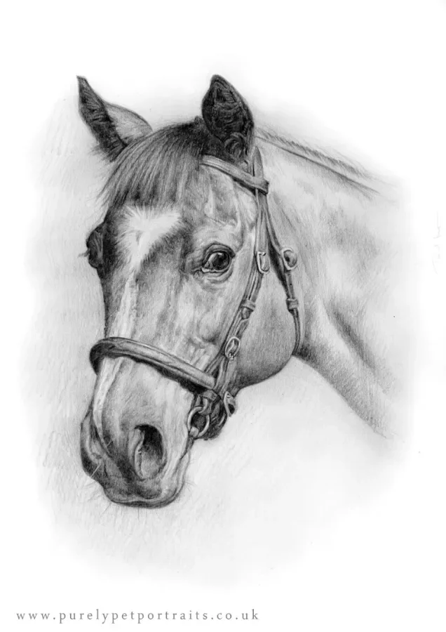 Portrait of horses head in pencils