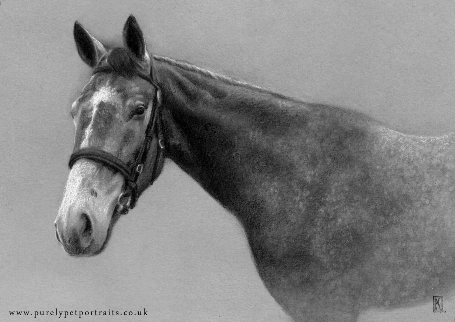 charcoal portrait of a horse on a grey toned paper