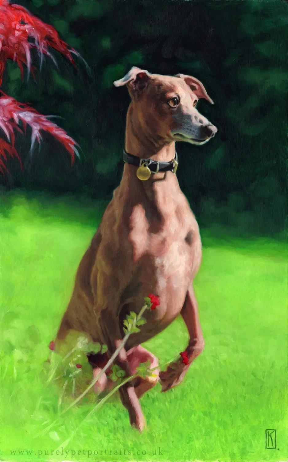 Portrait of Italian Greyhound in scenery