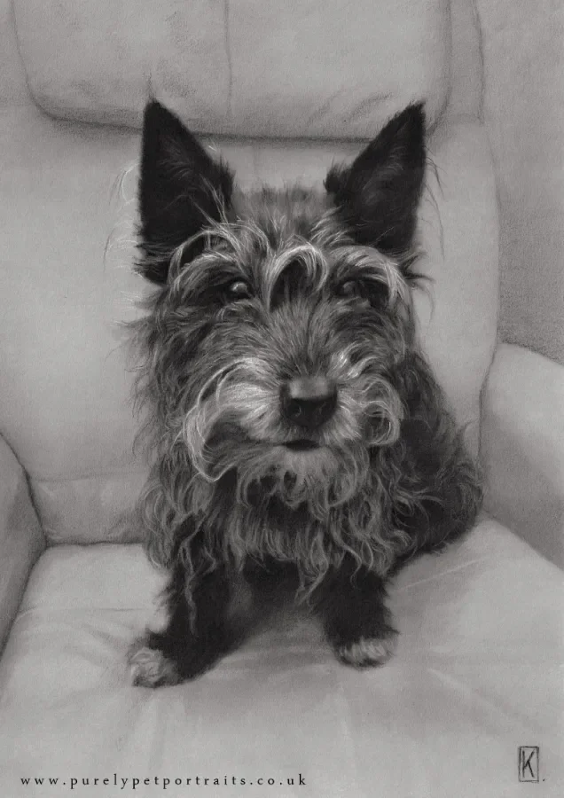 portrait of a terrier in charcoals on a chair