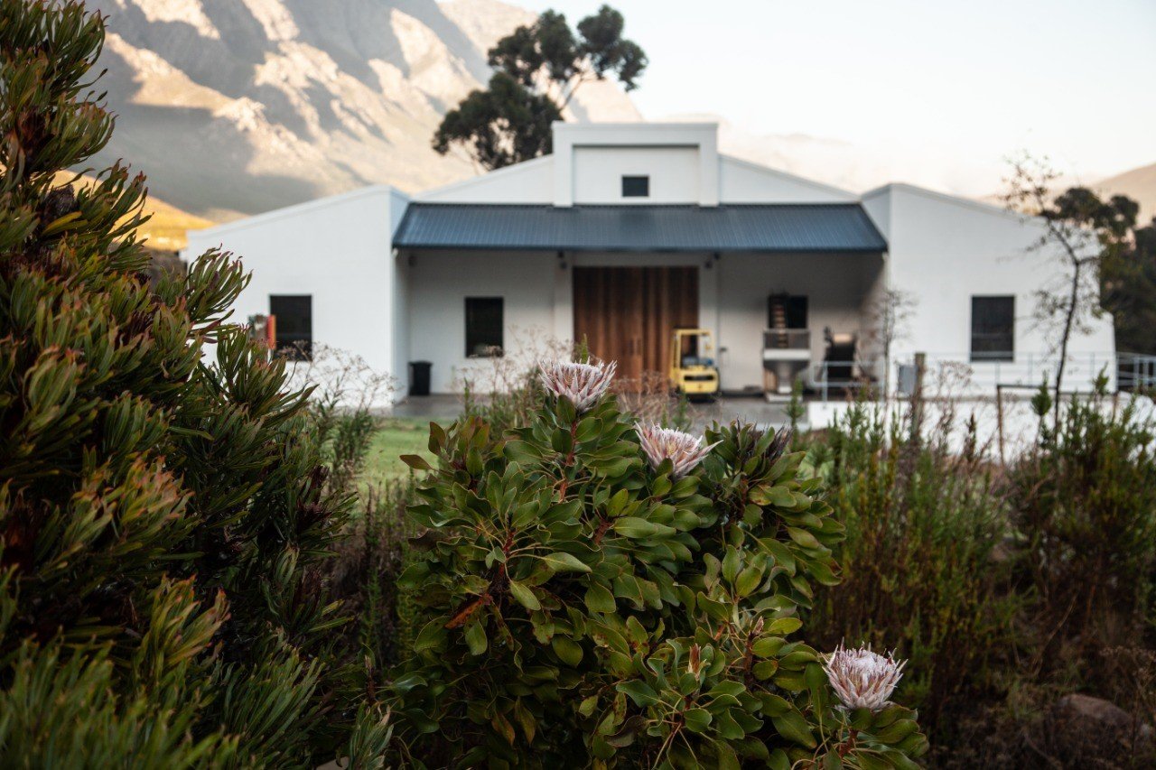 Cellar with Proteas 2.jpg