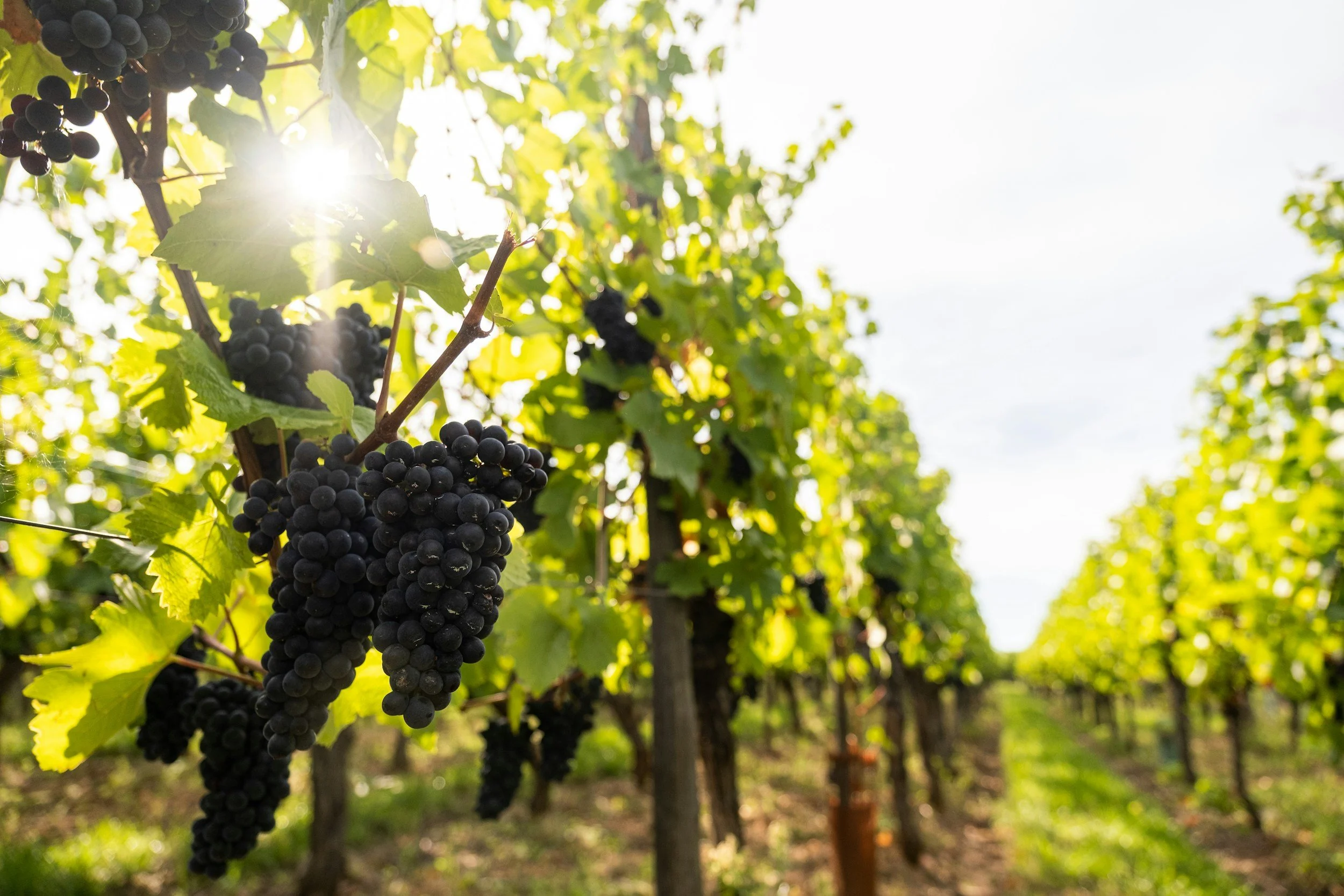 Wine Down Wednesday - Pinot Noir