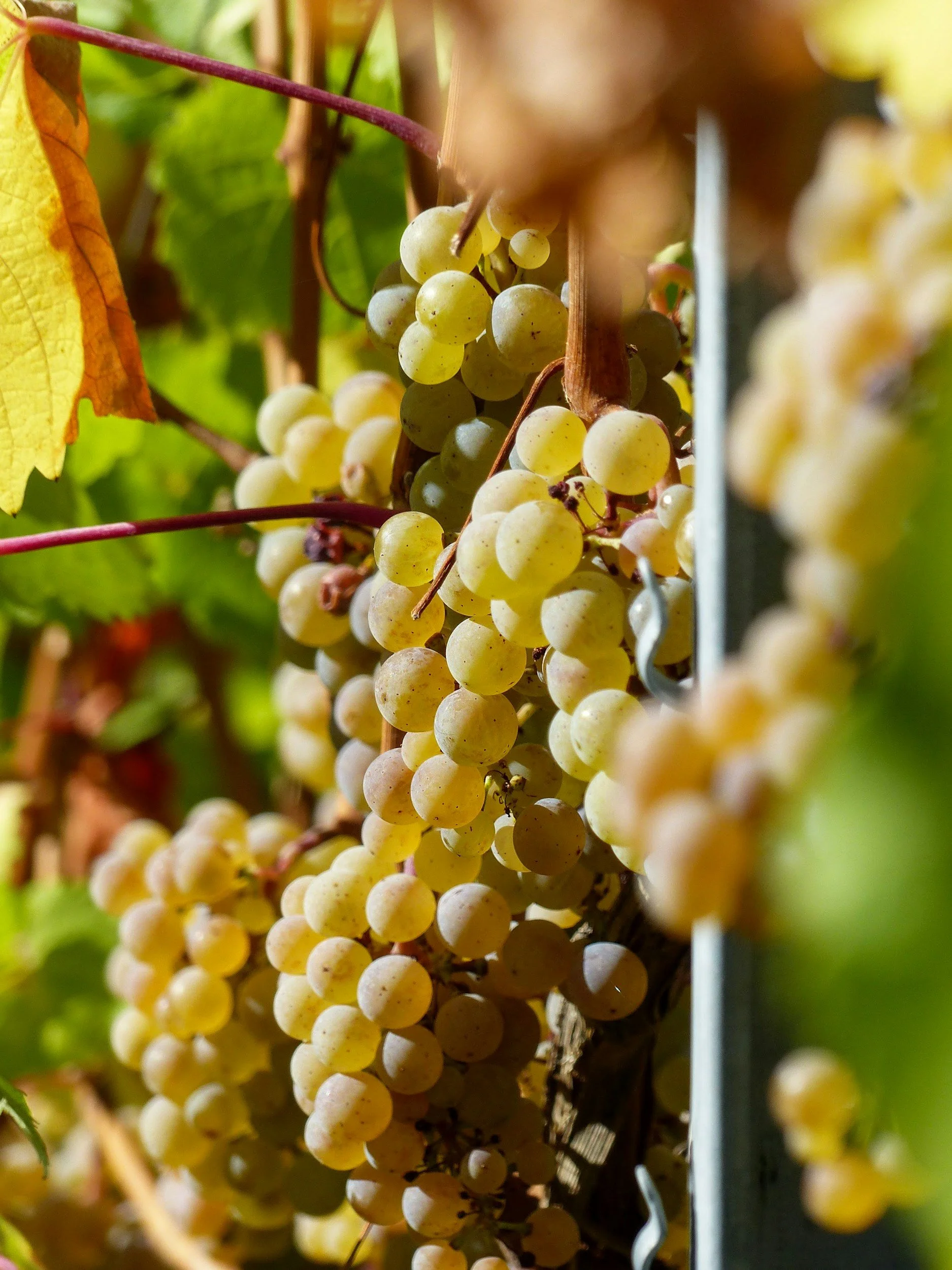 Orange Wine Day Flight