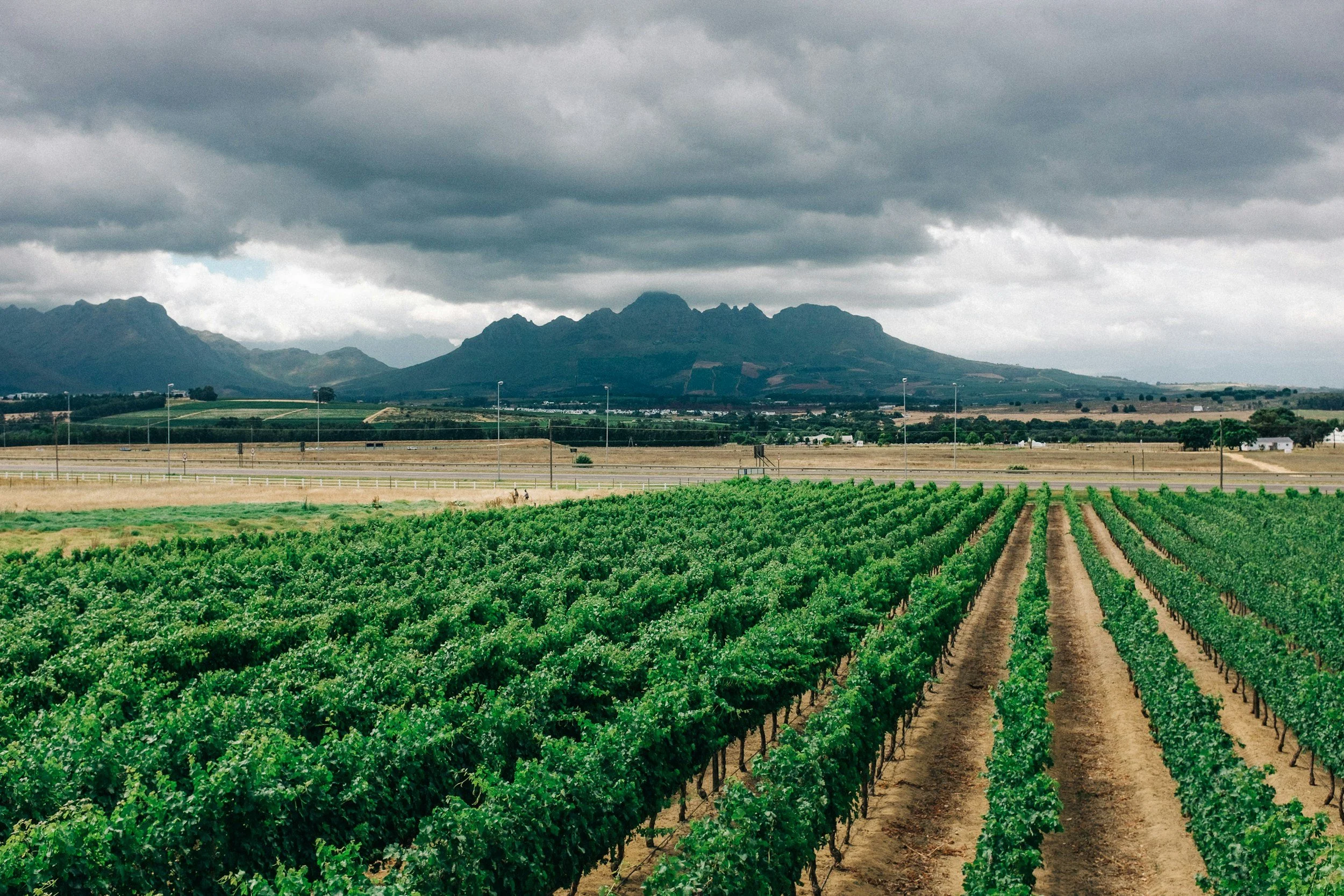 Pinotage Tasting Menu