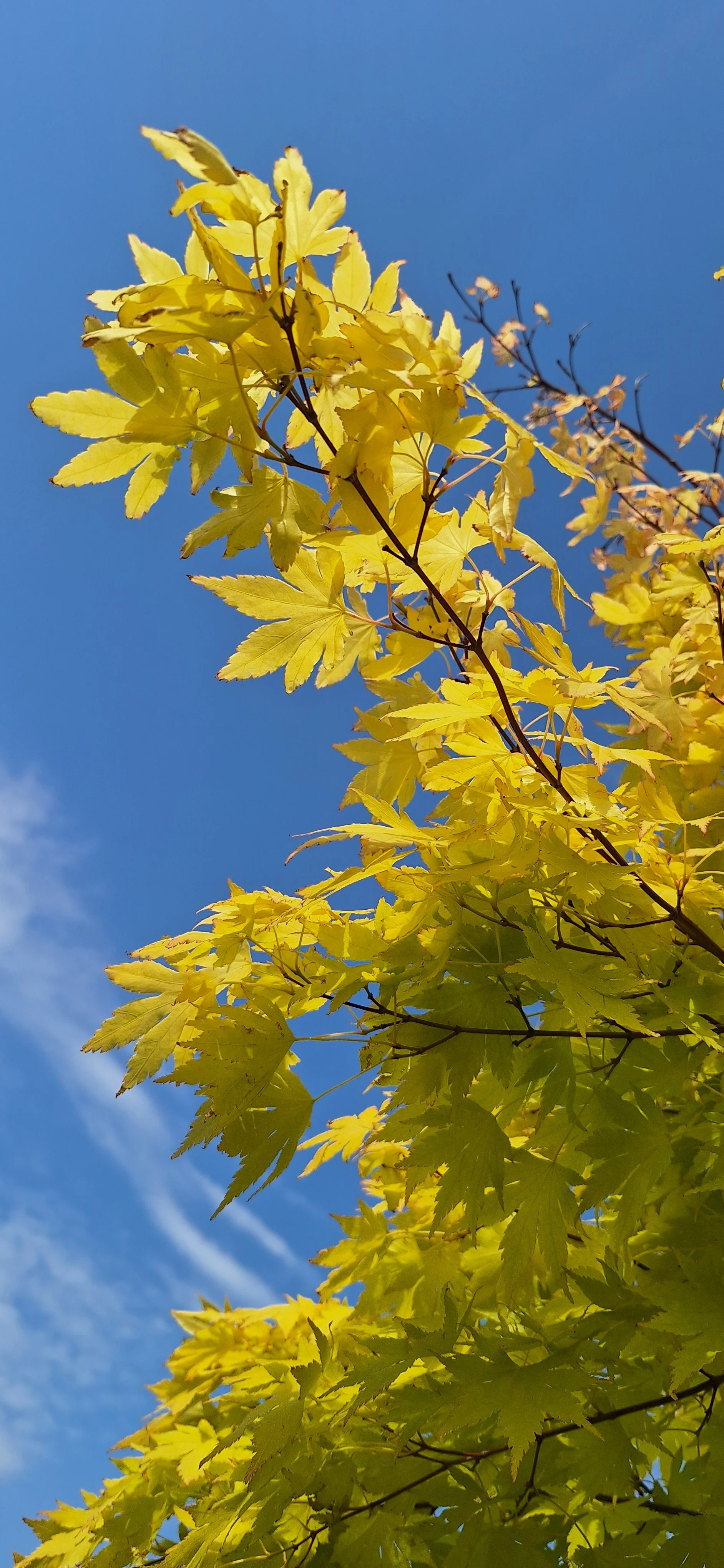 Acer