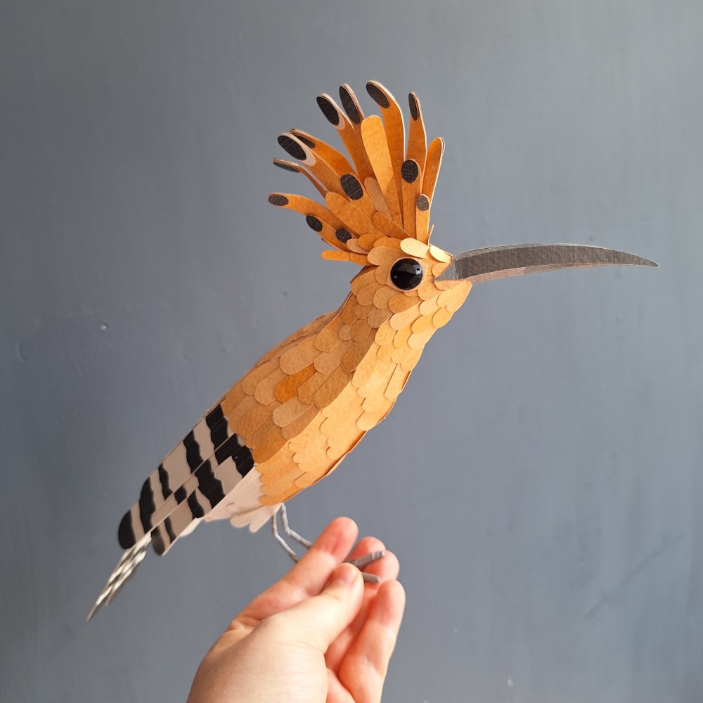 hoopoe 14.jpg