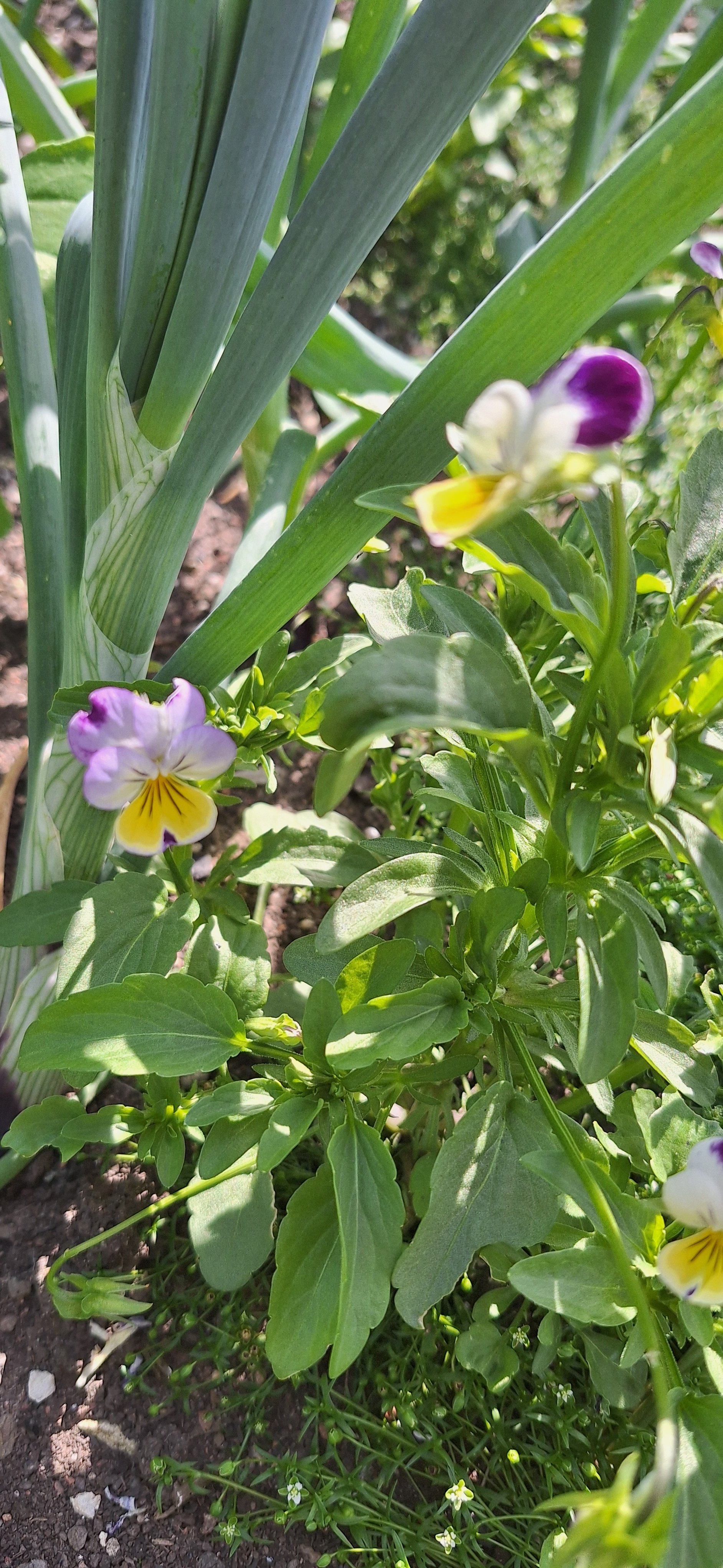 Viola