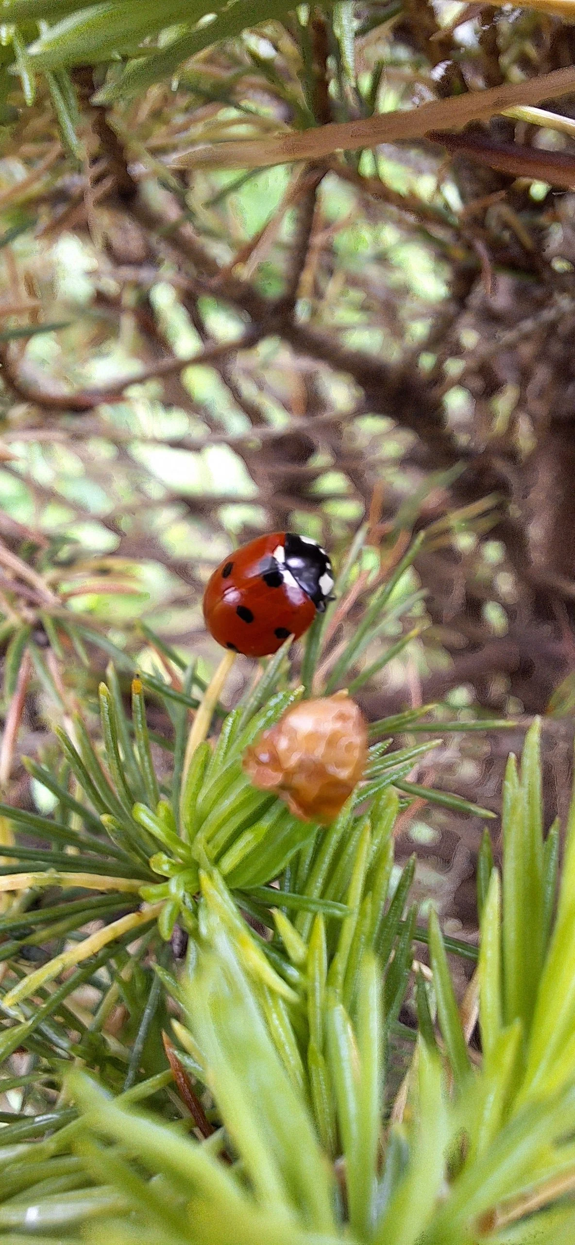 Ladybird on a conifer