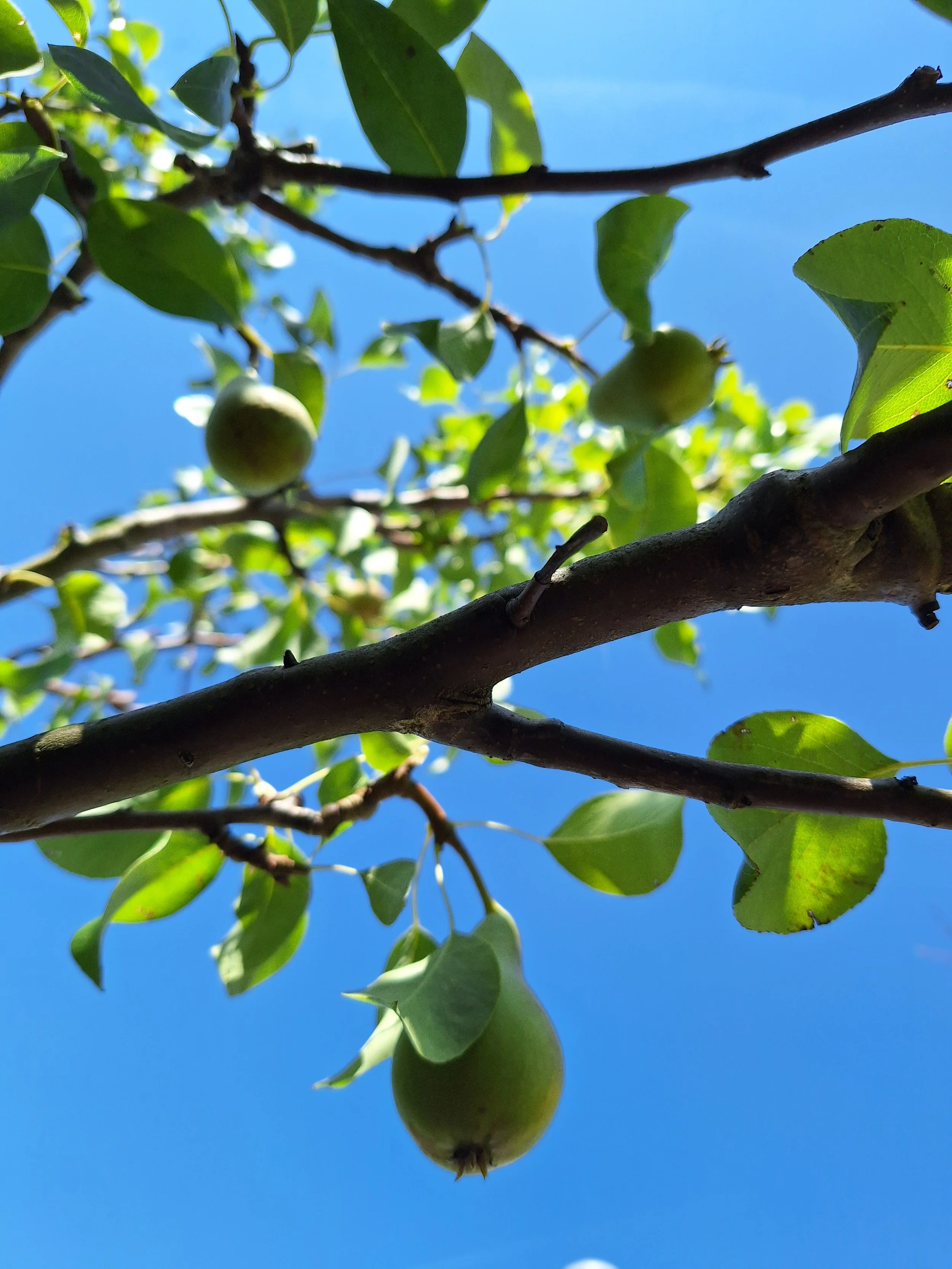 Pear
