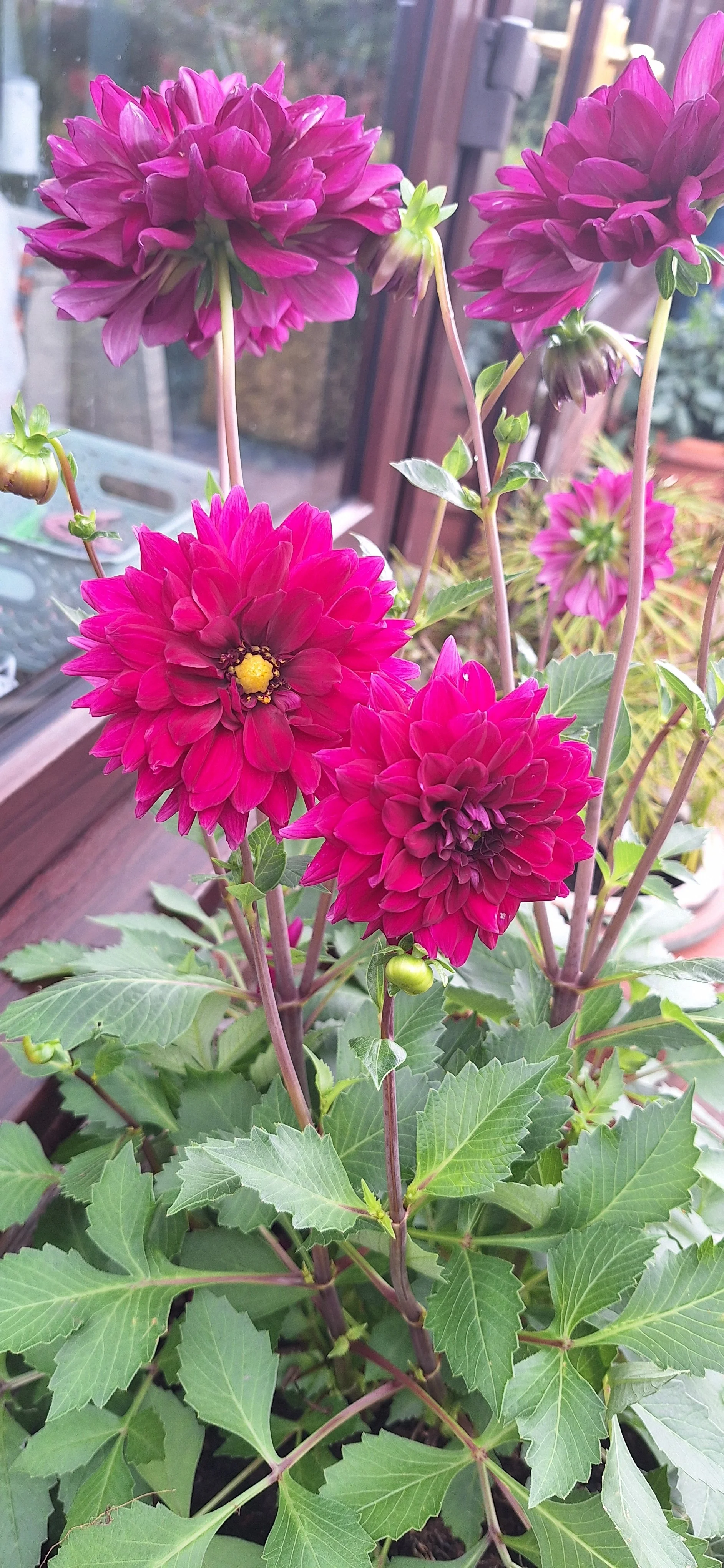 Dahlia