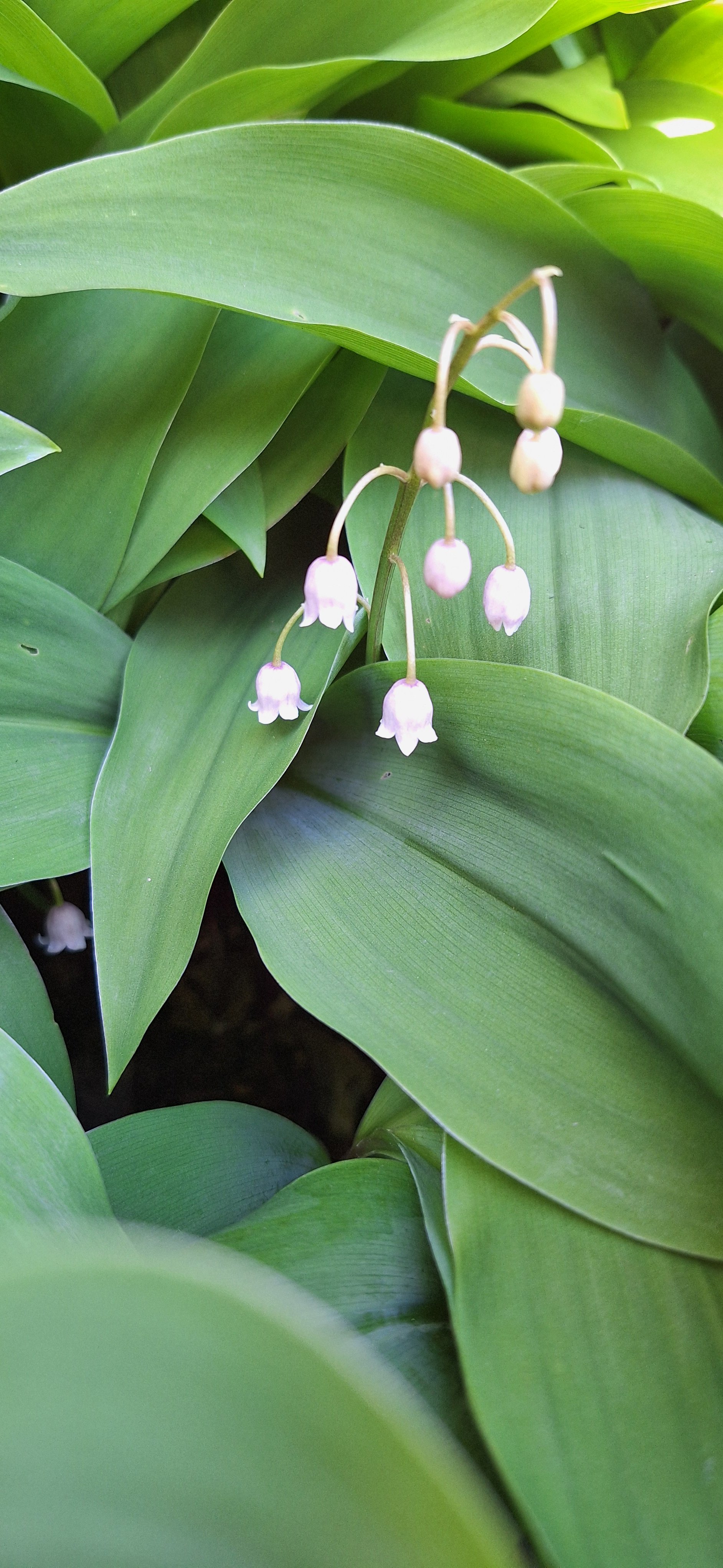 Lily of the valley