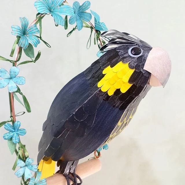 Agatha the Yellow Tailed Black Cockatoo