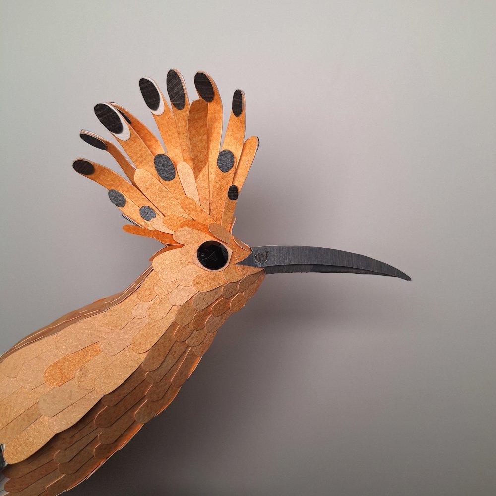 hoopoe 10.jpg