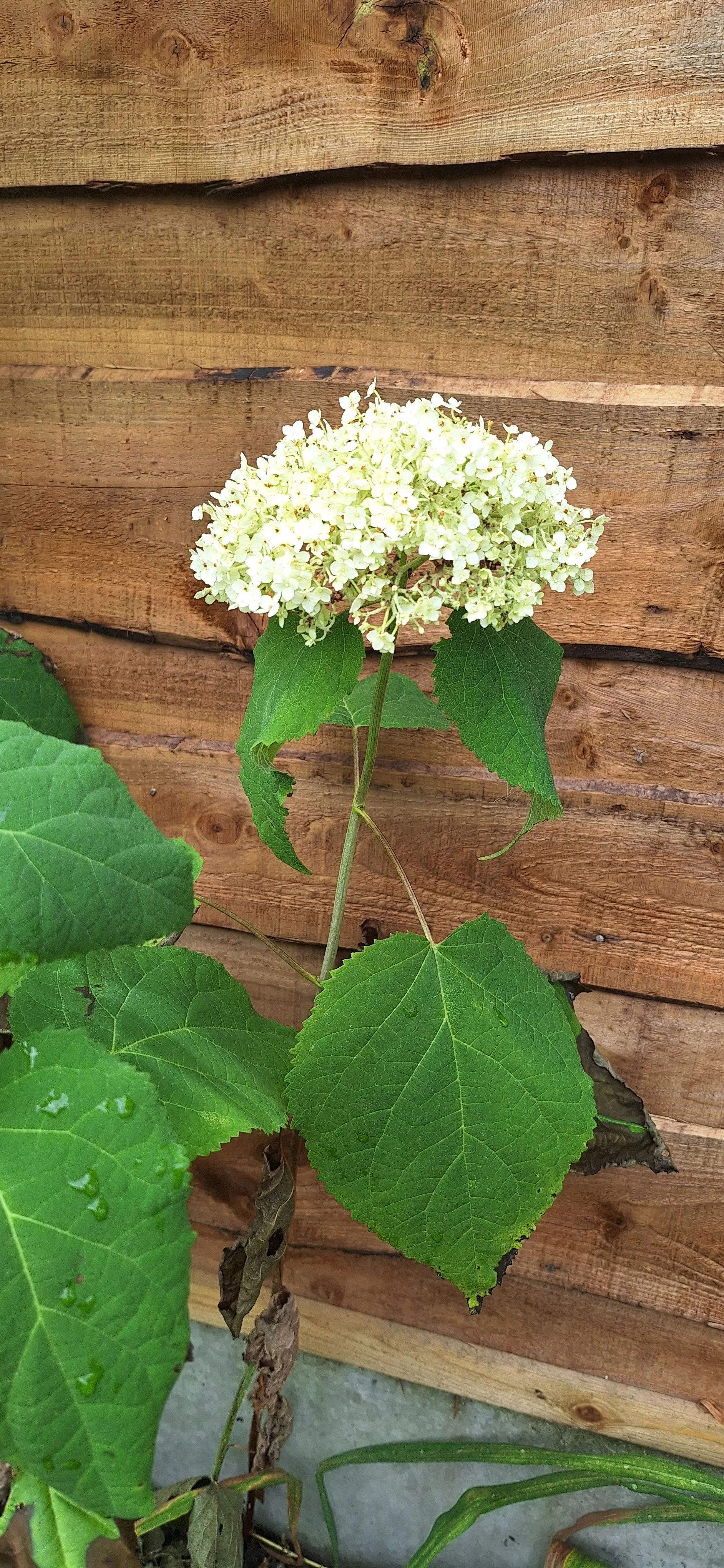 Wild hydrangea