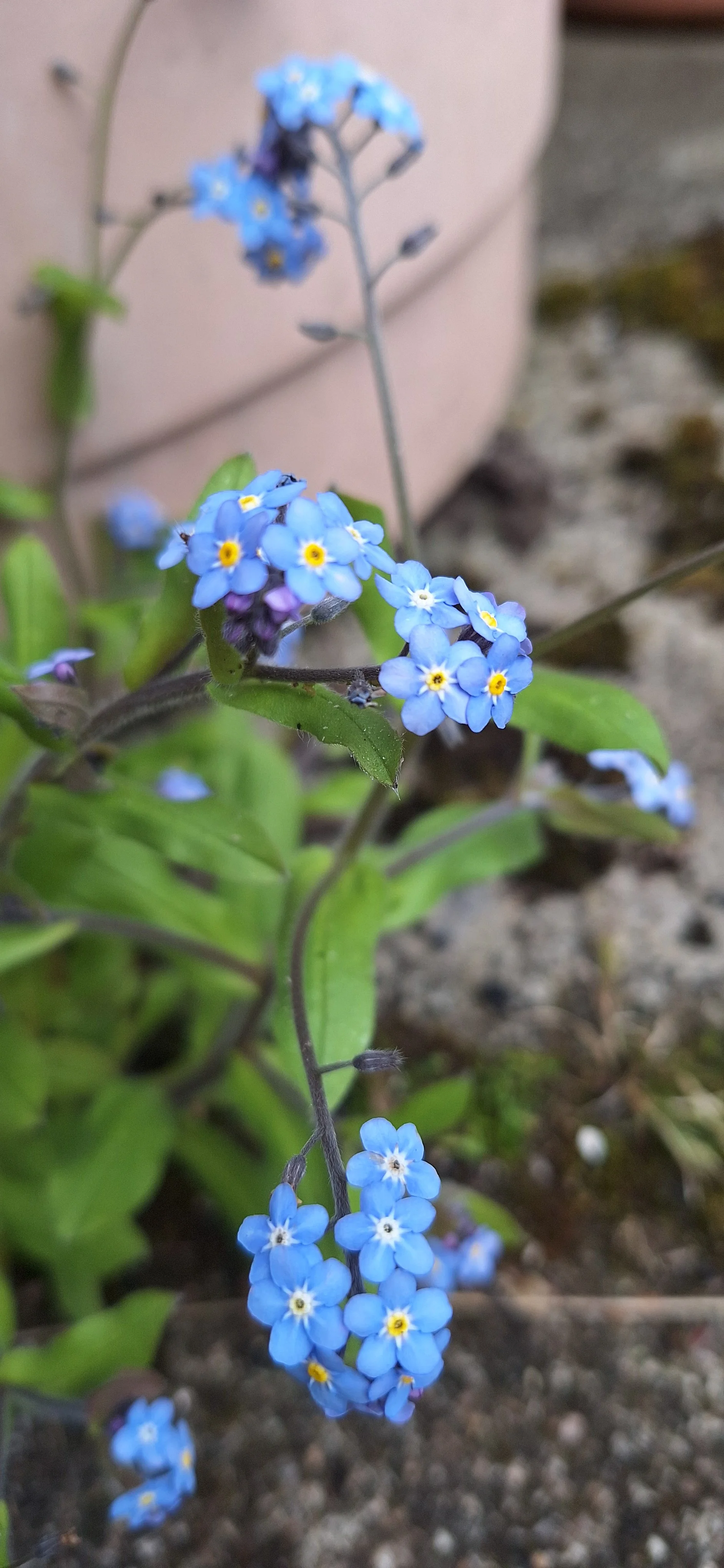 Forget-me-not