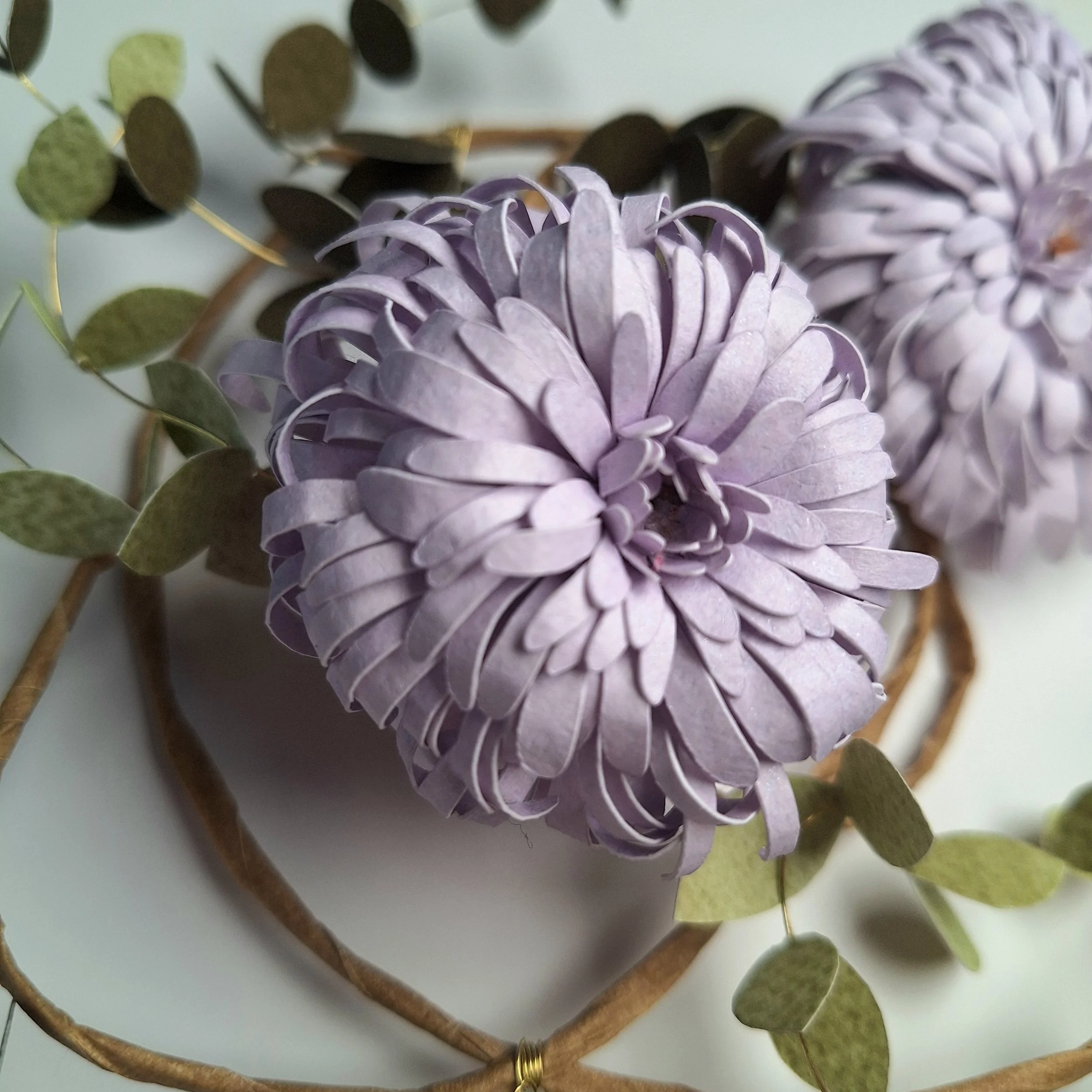 a close up of one of the paper chrysanthemum flowers. The petals are curved backwards, in which is affectionately known as 'spidermum' style.