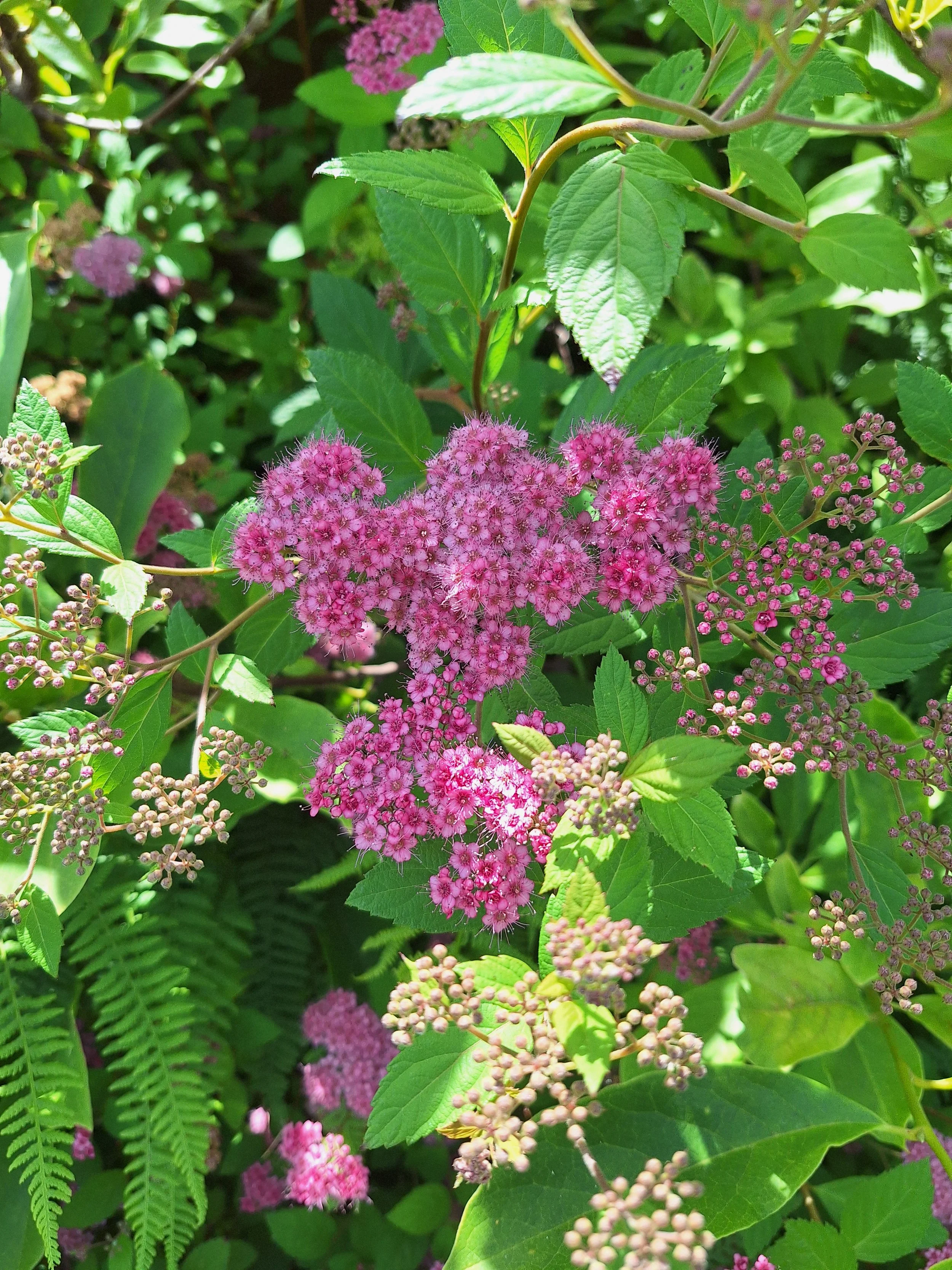Spiraea