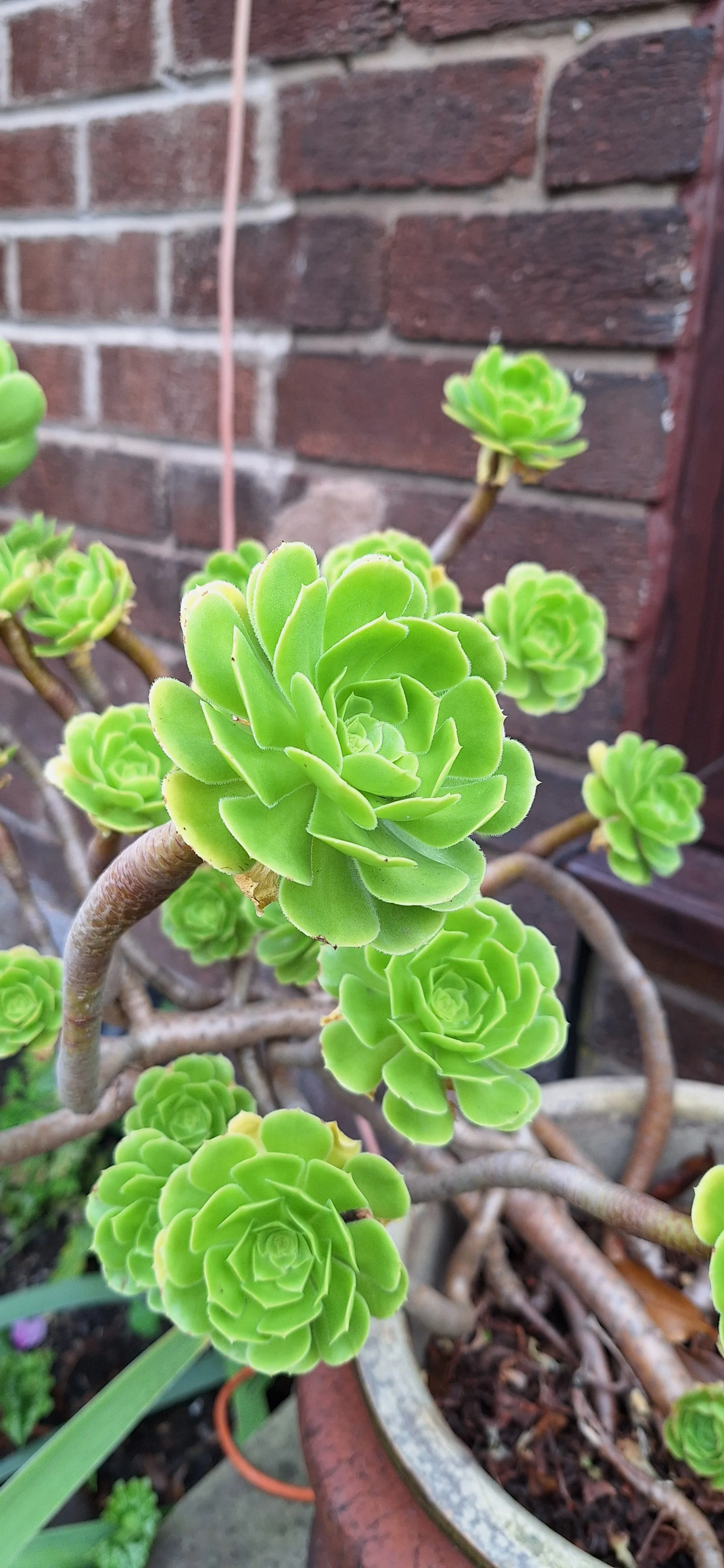 Houseleek tree