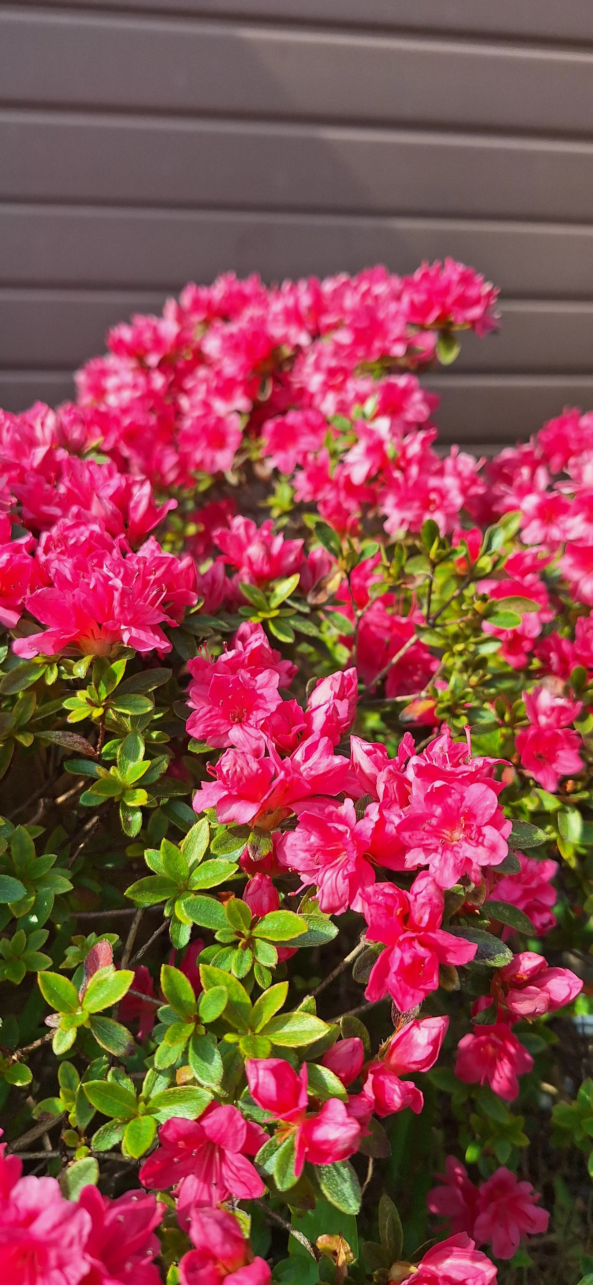 Azalea