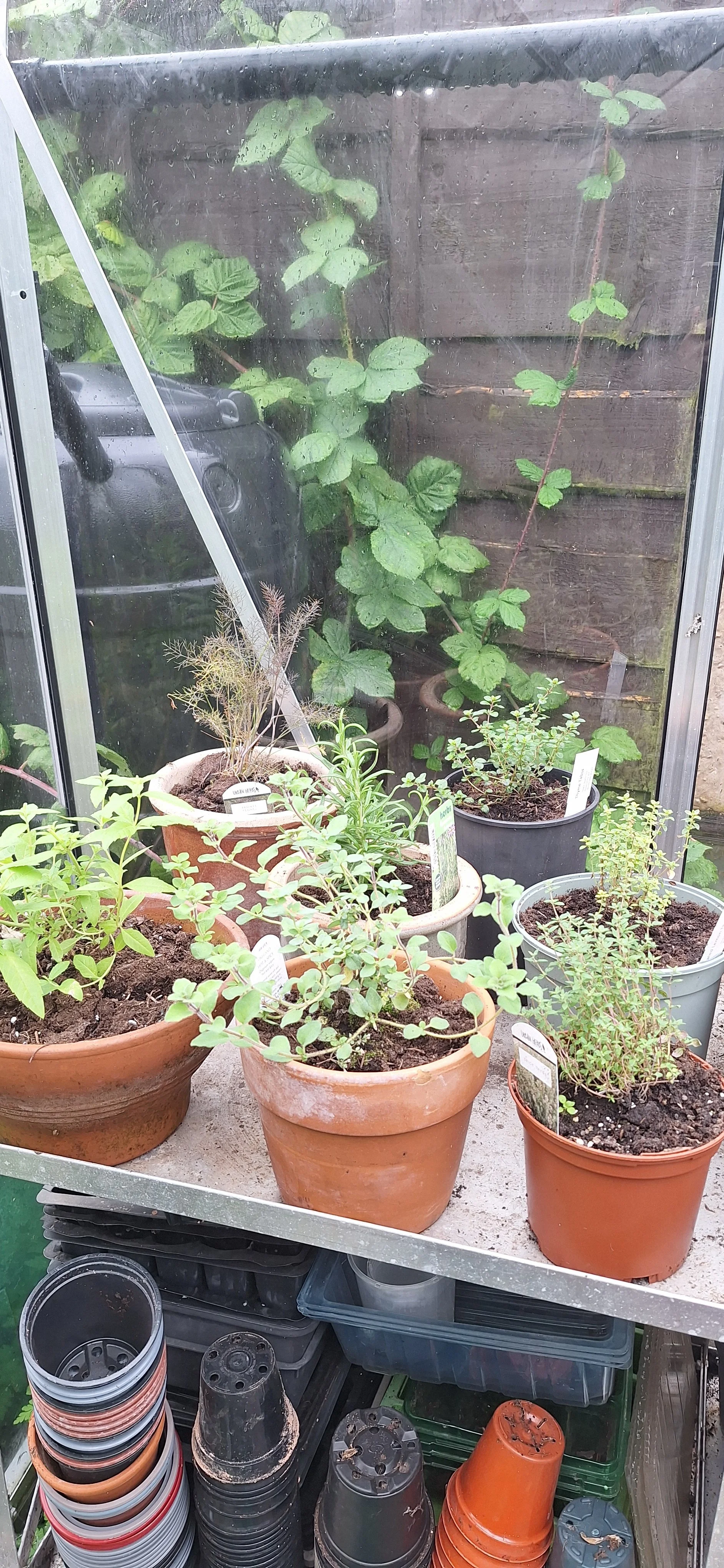 Herbs