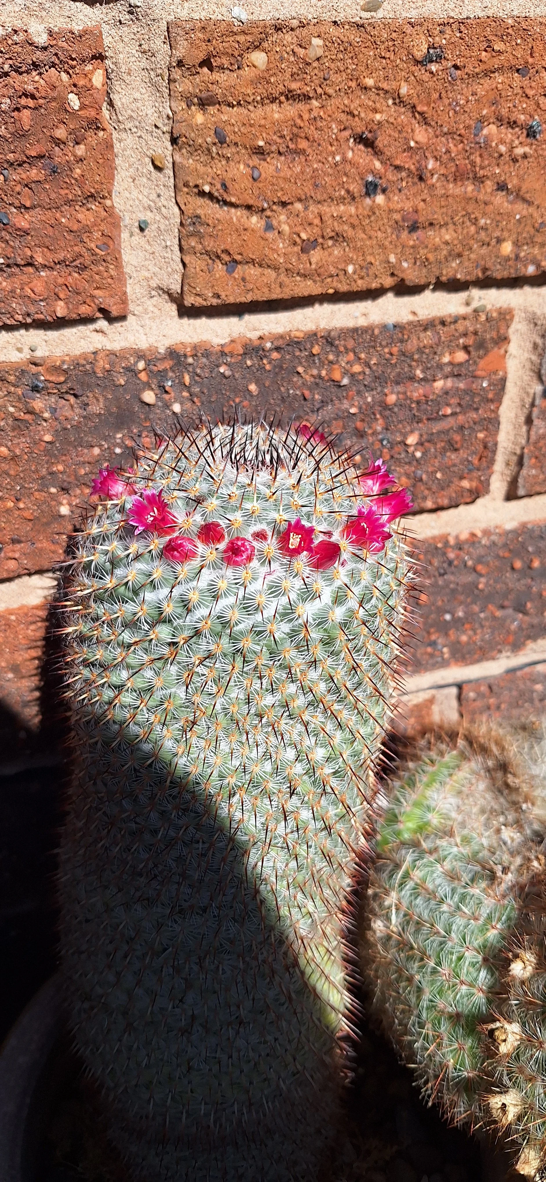Spiny pincushion cactus